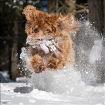 Penny Loves to Play in the Snow