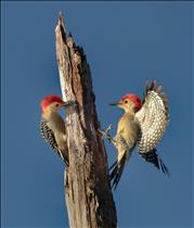 Downy Woodpecker Pair