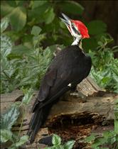 Pileated on Alert
