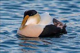 Sun sets on the Male Common Eider