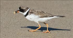 Semipalmated Plover with a snack