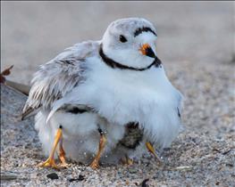 Piping Plover babies squeeze  under mom