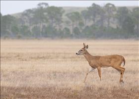 White-tailed Deer in Field